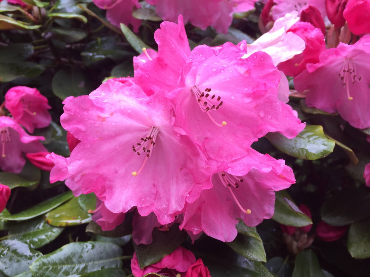 orbiculare x yakushimanum hybrid